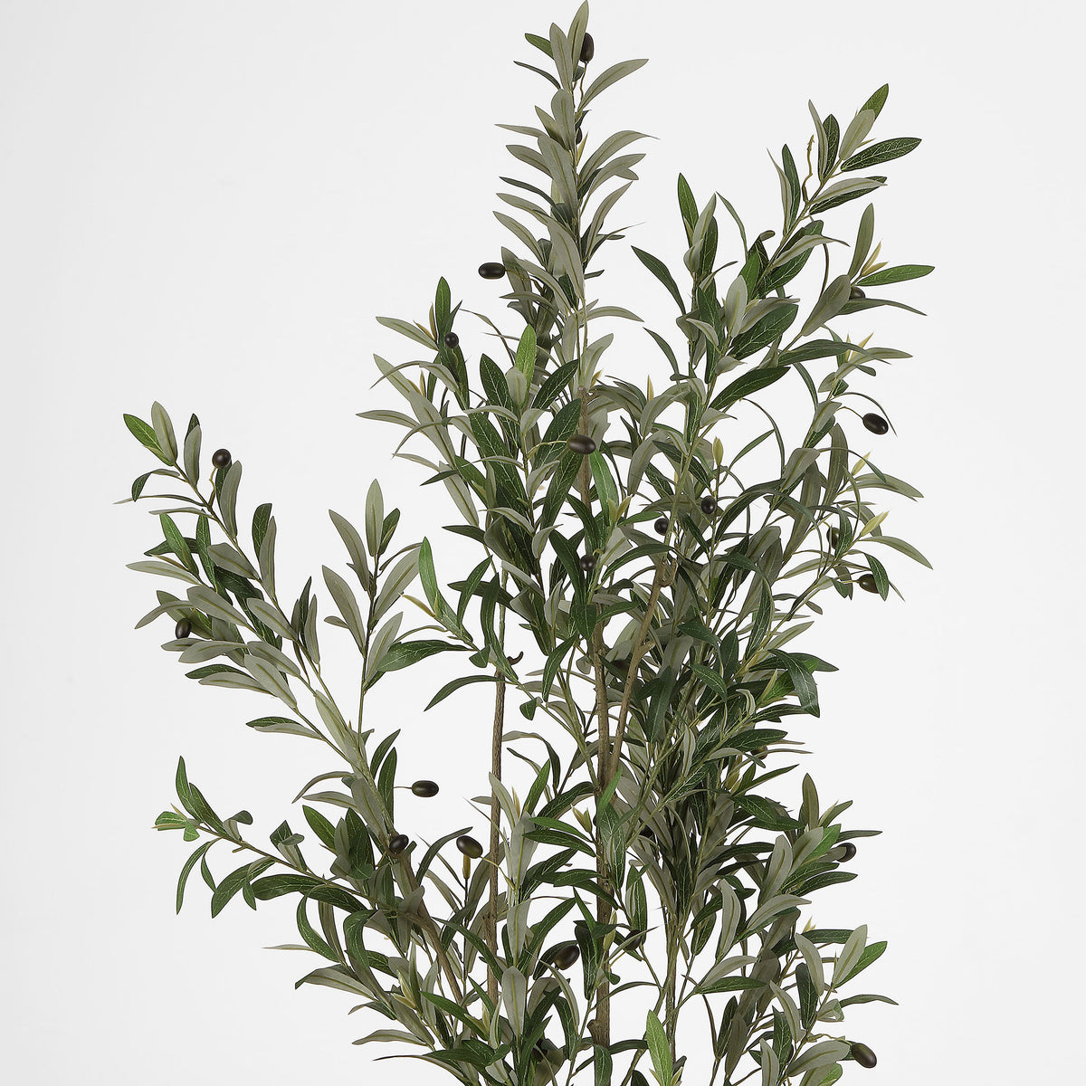 Narrow olive leaves and small fruit grow along delicate branches. || FXP2031A || detail_studio