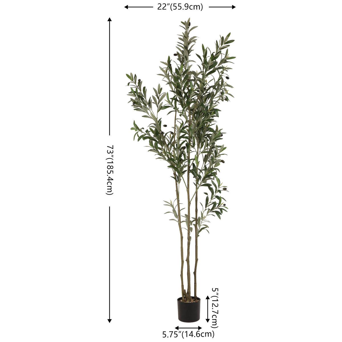 A slender potted olive tree stands 73 inches tall. || FXP2031A || dimension_studio
