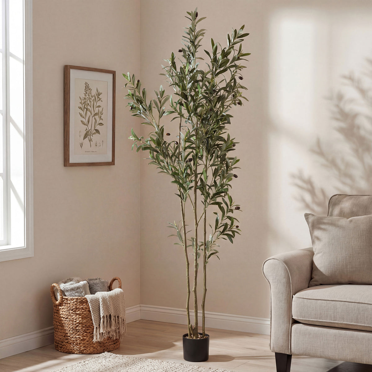 An airy olive tree brings Mediterranean greenery to a living room. || FXP2031A || front_room