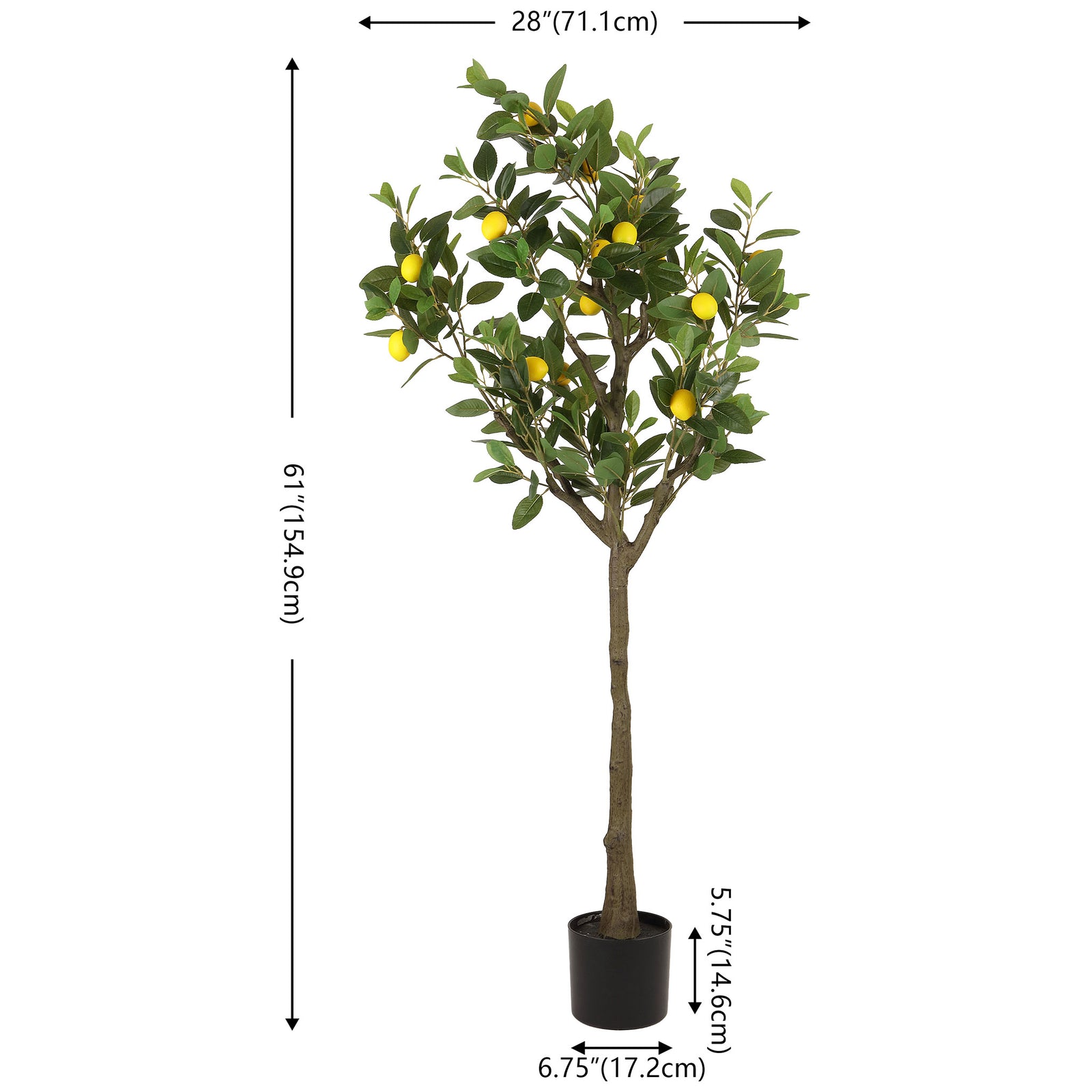 A potted lemon tree stands 61 inches tall with a leafy 28-inch spread. || FXP2032A || dimension_studio