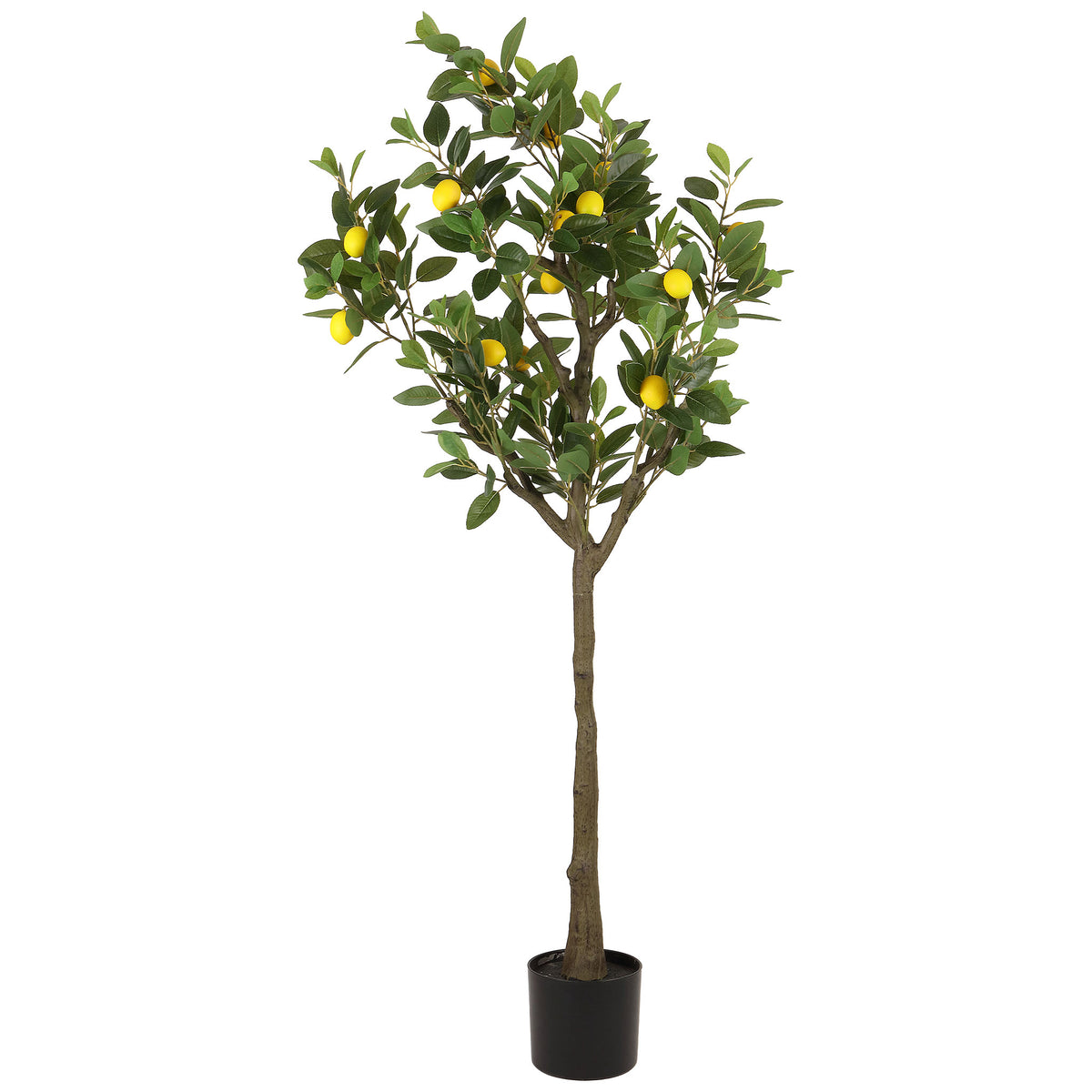 Yellow lemons hang among green leaves above a slender trunk and black pot. || FXP2032A || front_studio