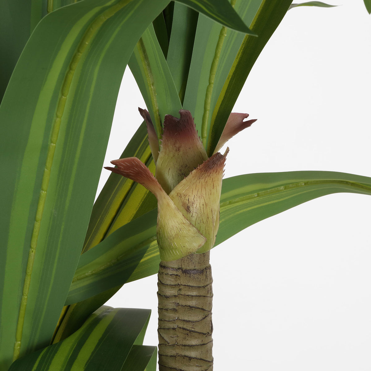Yellow-green stripes and warm-toned leaf sheaths enrich the dracaena stems.