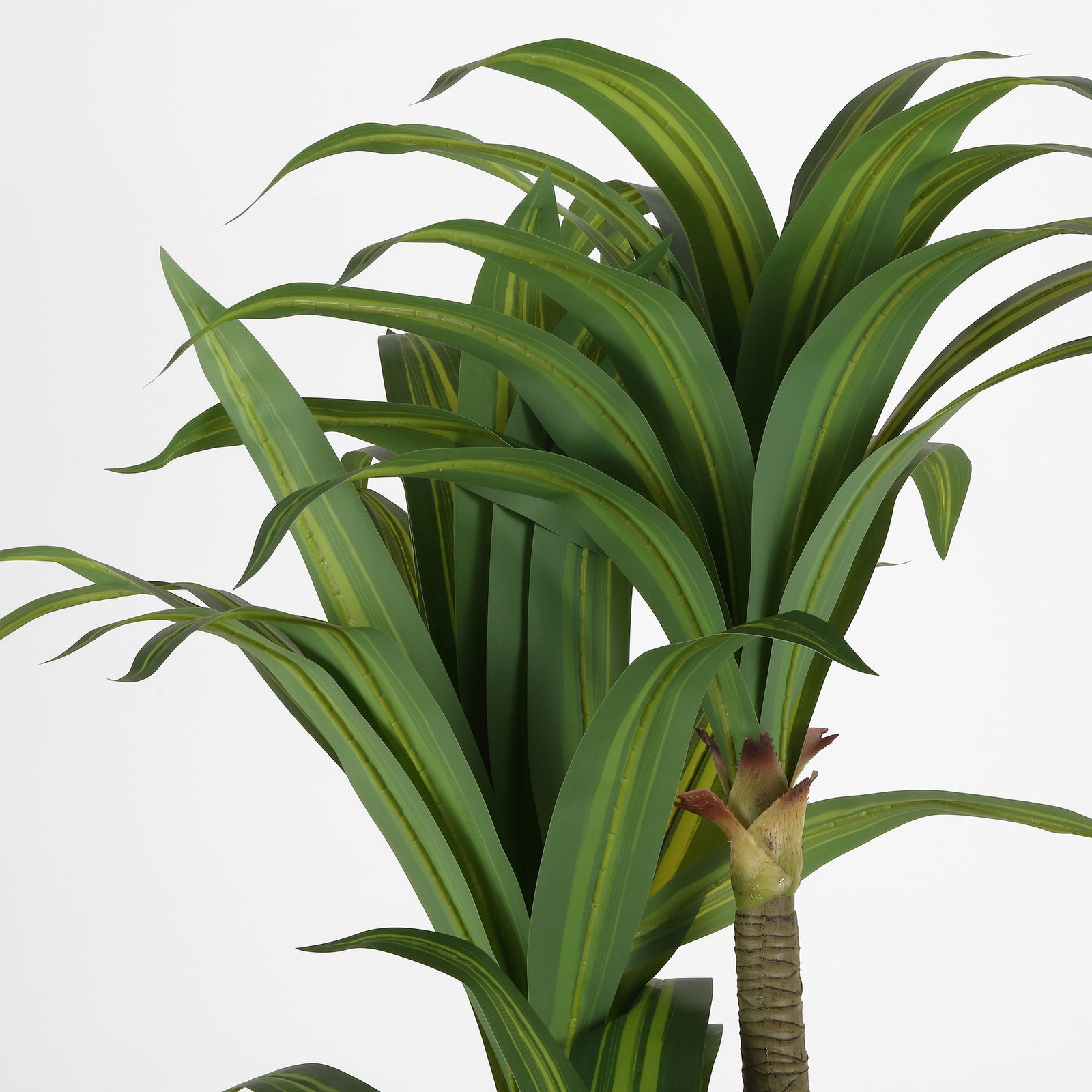 Striped green dracaena leaves arch outward from sturdy canes. || FXP2033A || detail_studio