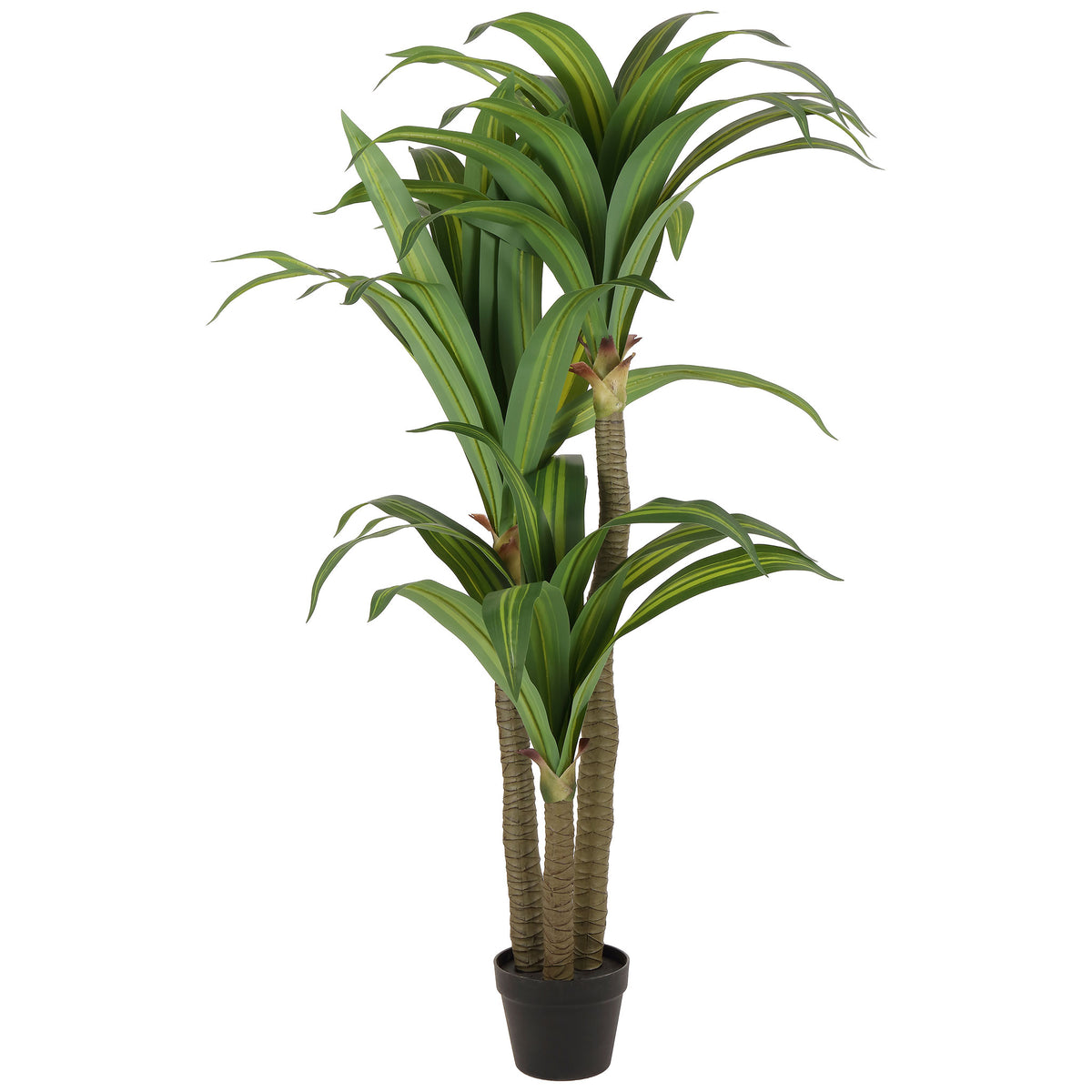 Variegated green leaves crown several canes rooted in a black pot. || FXP2033A || front_studio