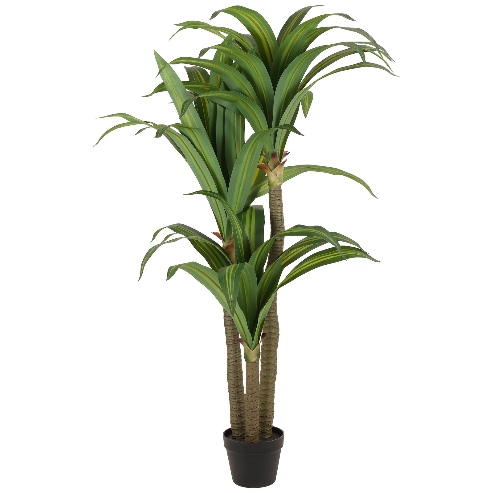 Variegated green leaves crown several canes rooted in a black pot. || FXP2033A || front_studio