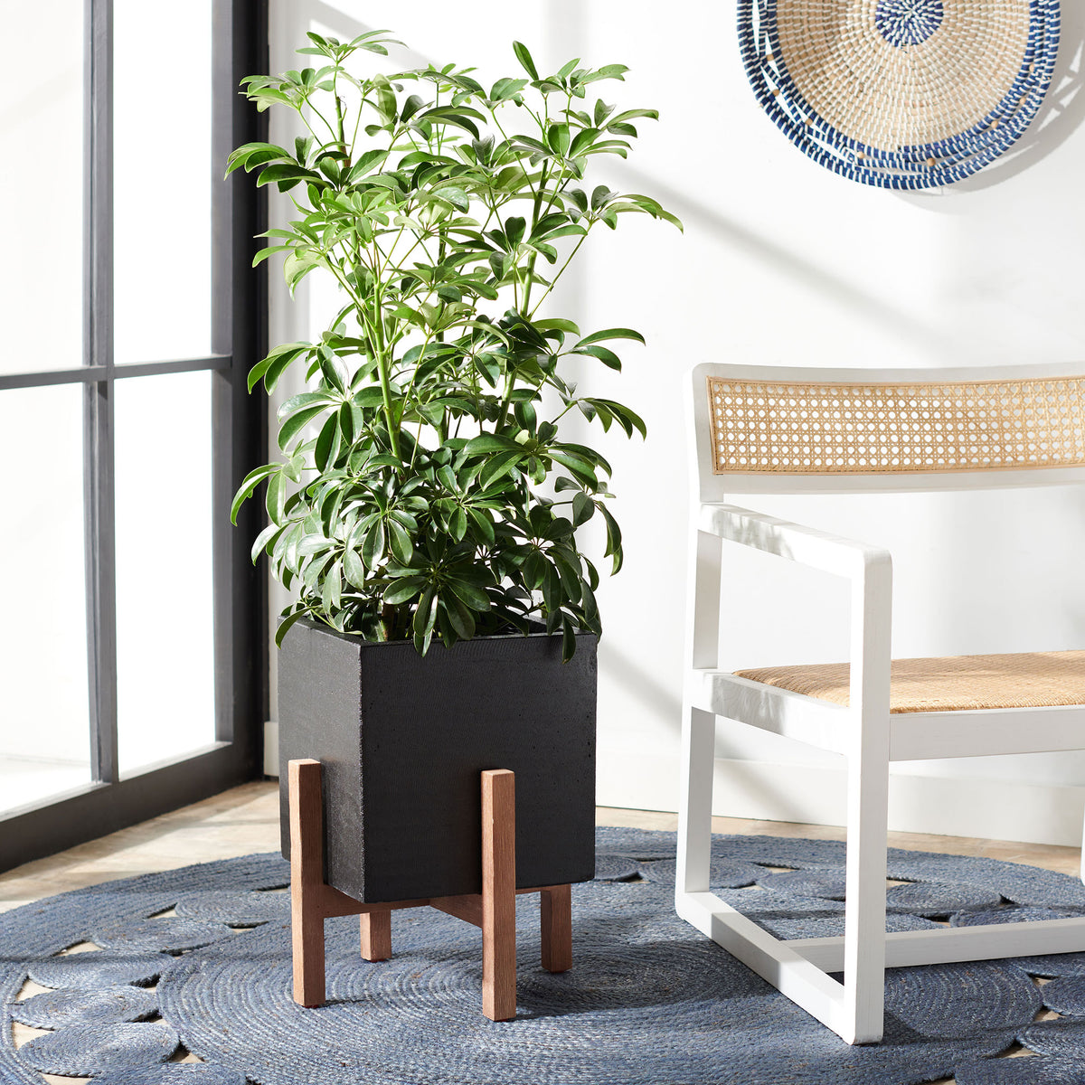 A leafy plant fills the black cube planter, elevated on warm wood legs beside a woven chair. || PAT1512A || front_angle_room