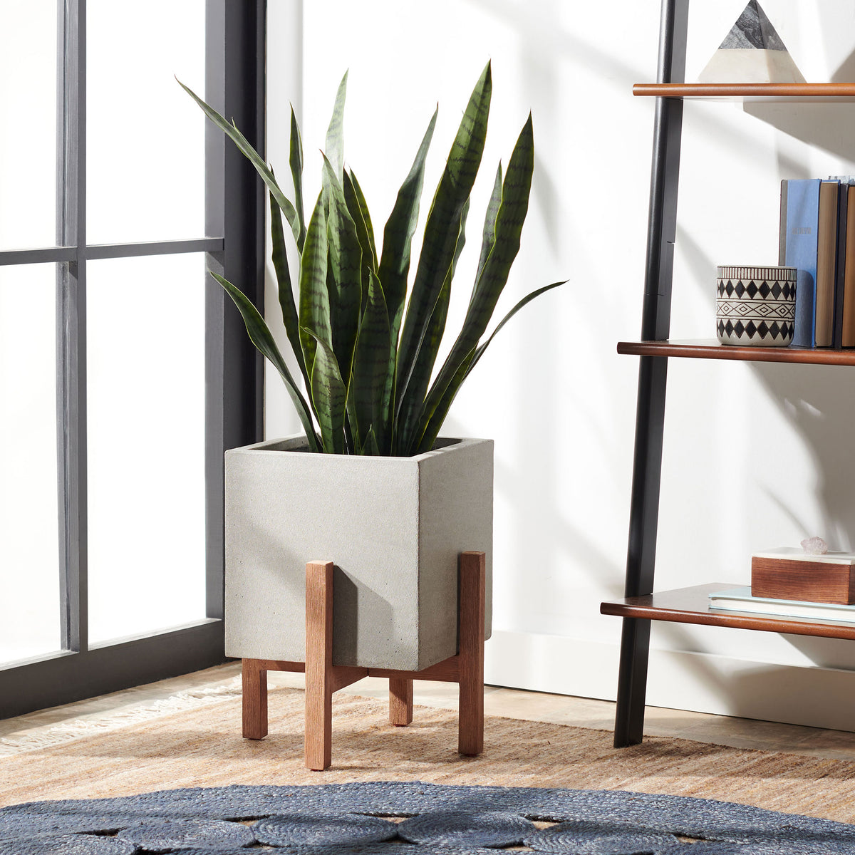 Tall green leaves rise from the light gray planter on a natural wood stand near a window. || PAT1512B || front_angle_room