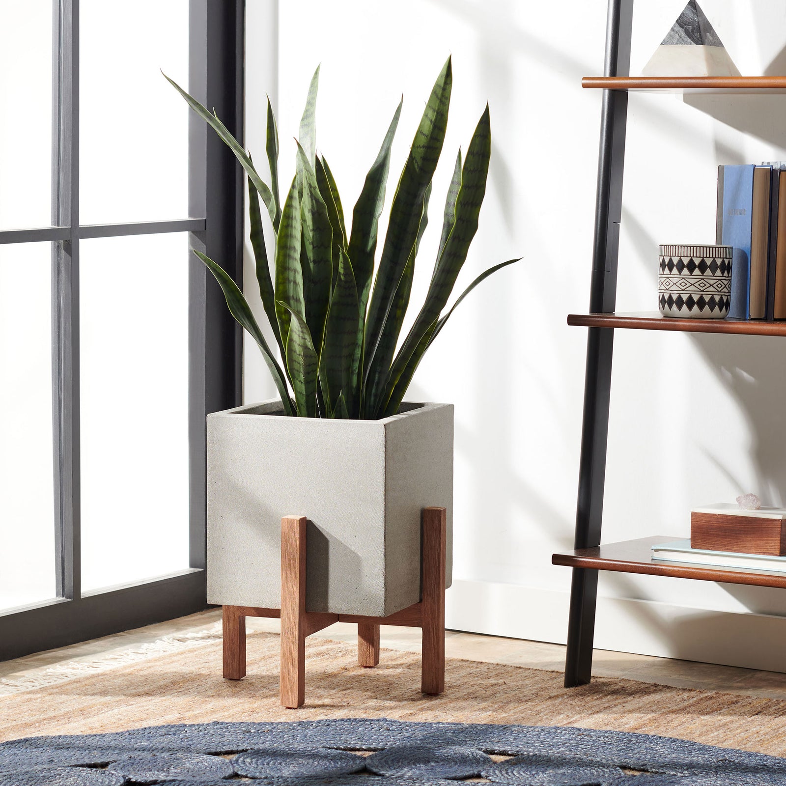 Tall green leaves rise from the light gray planter on a natural wood stand near a window. || PAT1512B || front_angle_room