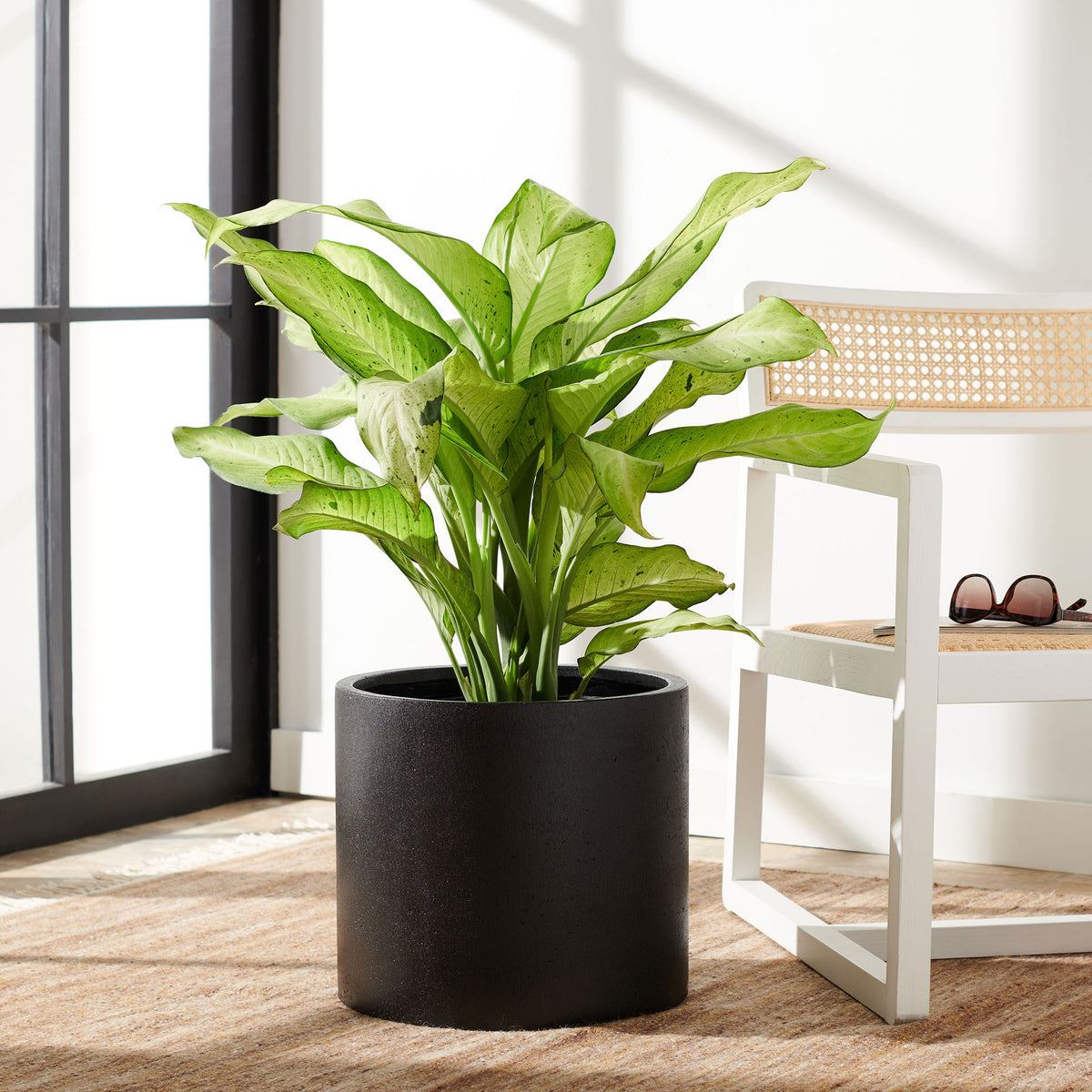 A black cylindrical planter anchors leafy greenery beside a woven accent chair