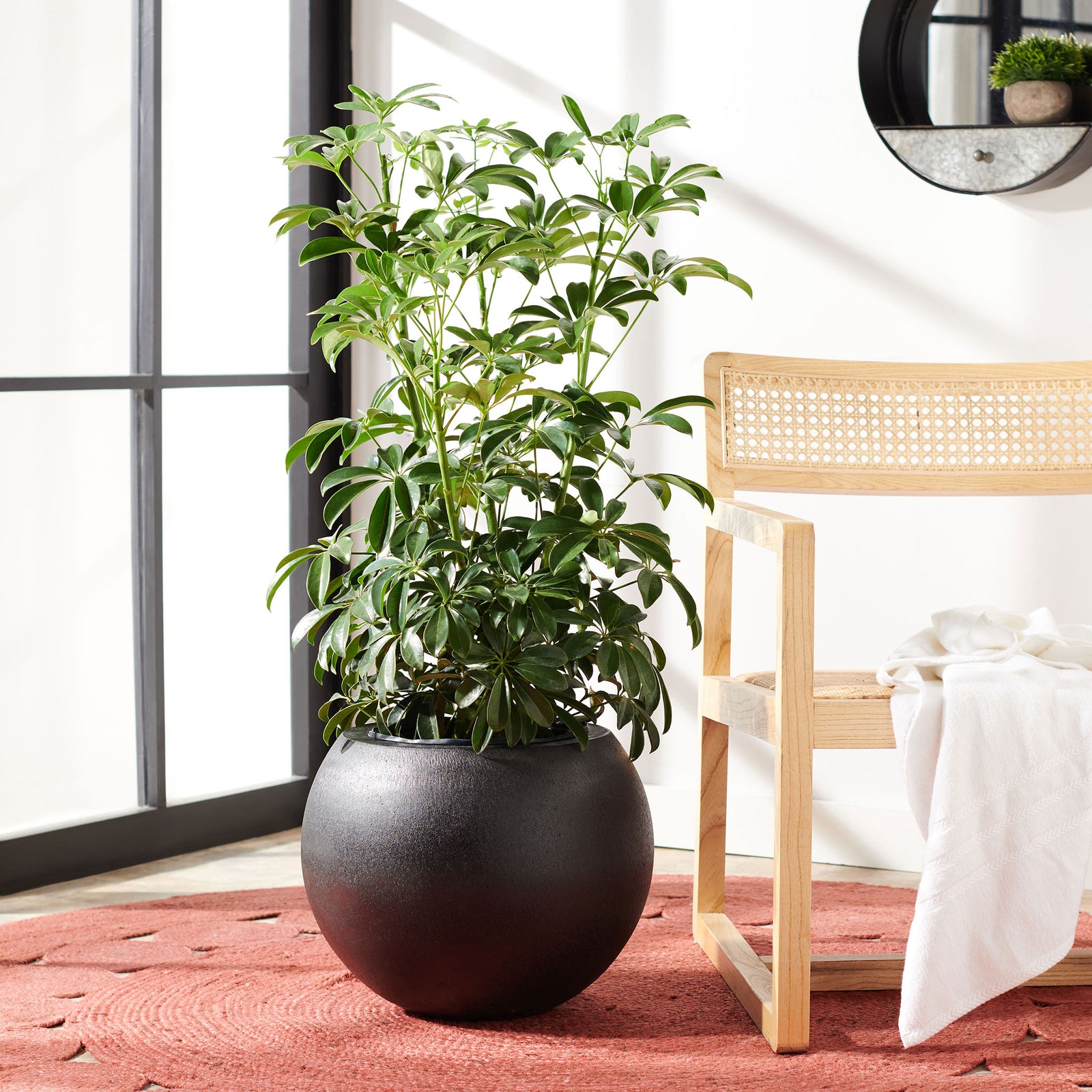 Leafy greenery rises from a rounded black planter beside airy wood furniture. || PAT1518A || front_room