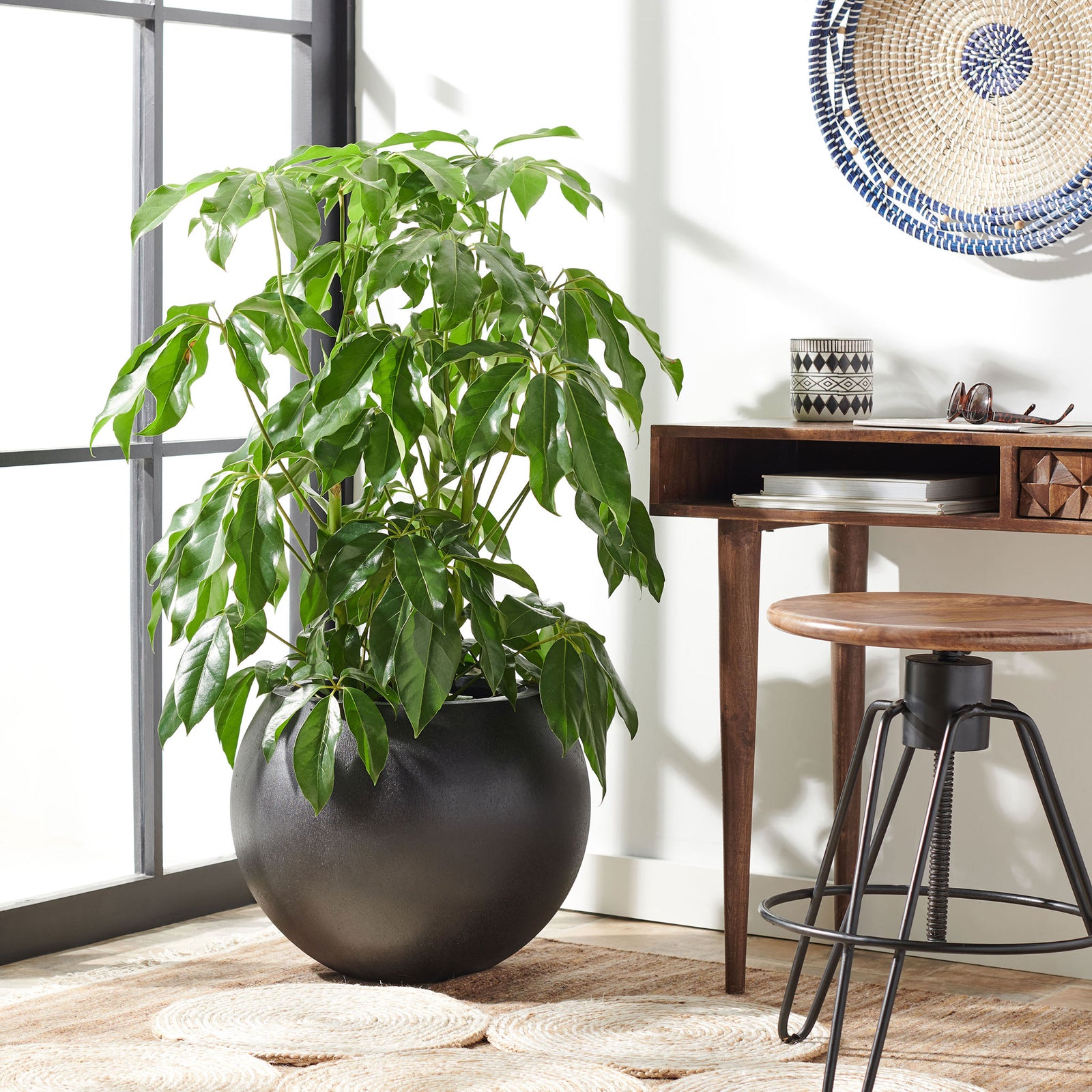 A large rounded black planter lends contrast to leafy plants and warm wood accents. || PAT1519A || front_room