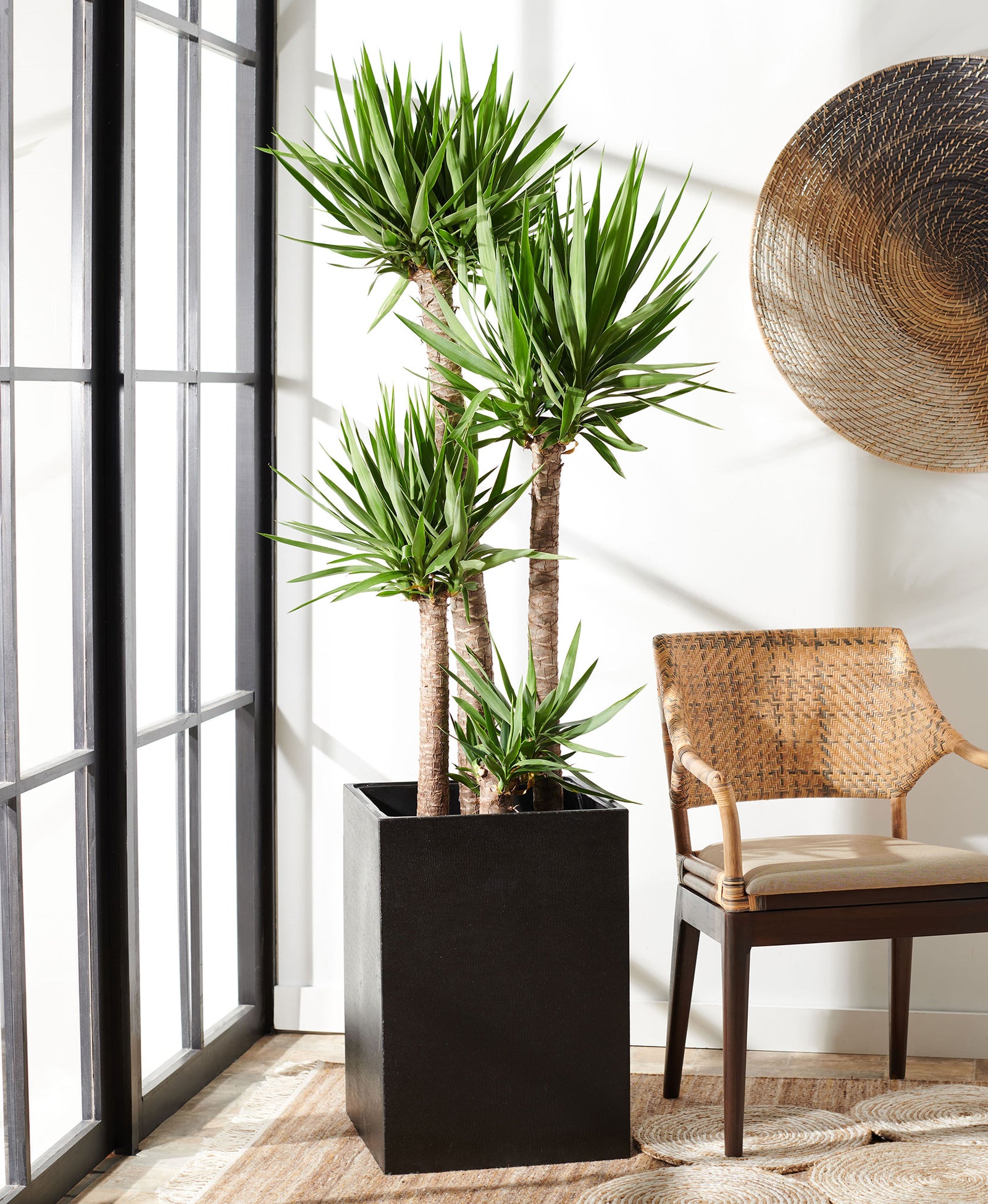 Lush greenery rises from a tall black planter with crisp square lines and a minimalist look. || PAT1521A || front_room