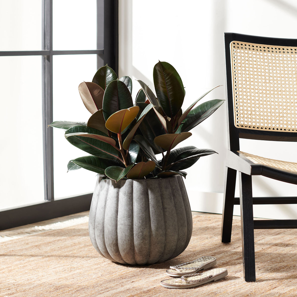 Fluted gray planter adds a sculptural touch beneath a lush, leafy plant