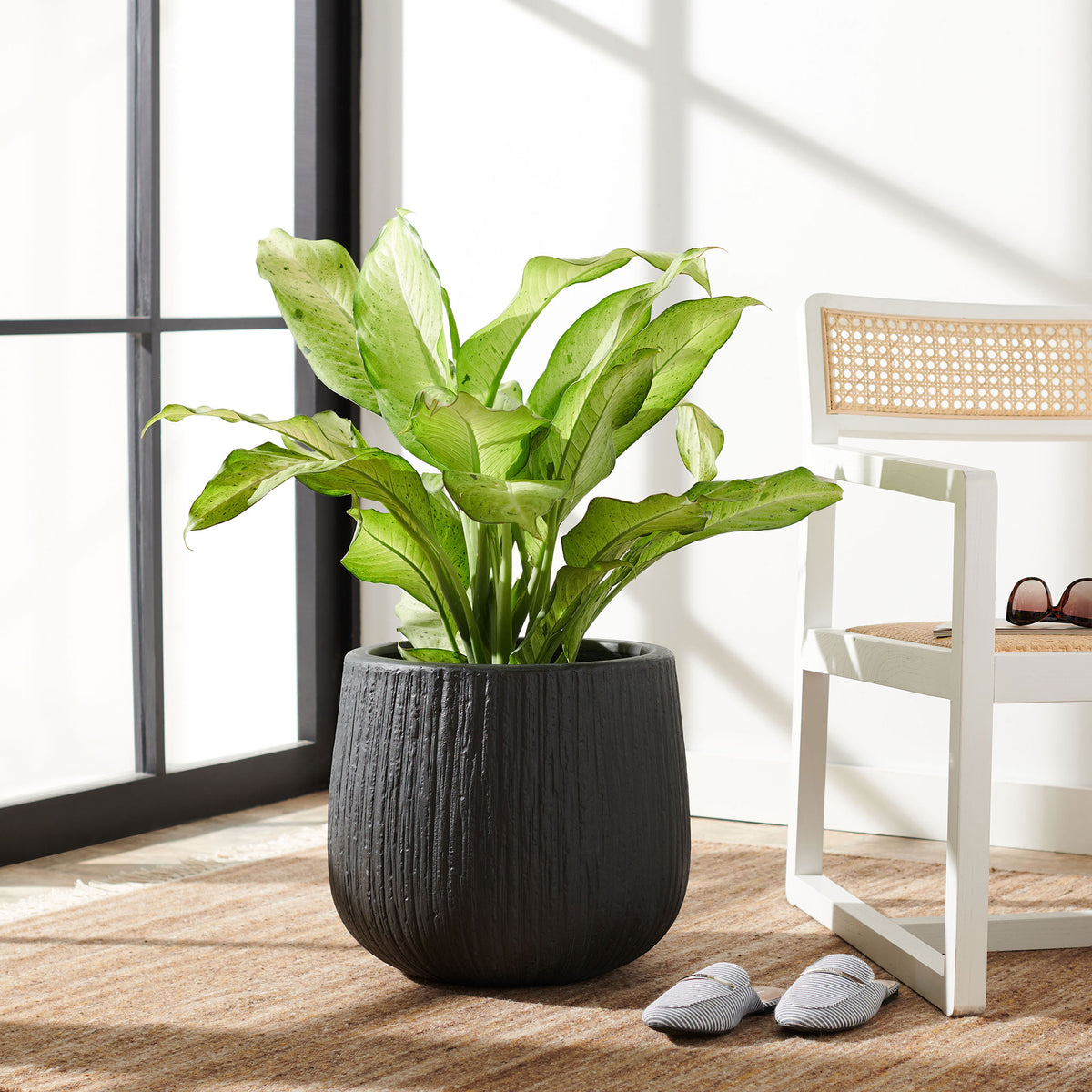 A rounded black planter complements lush foliage with its rich, bark-like texture || PAT1523A || front_room