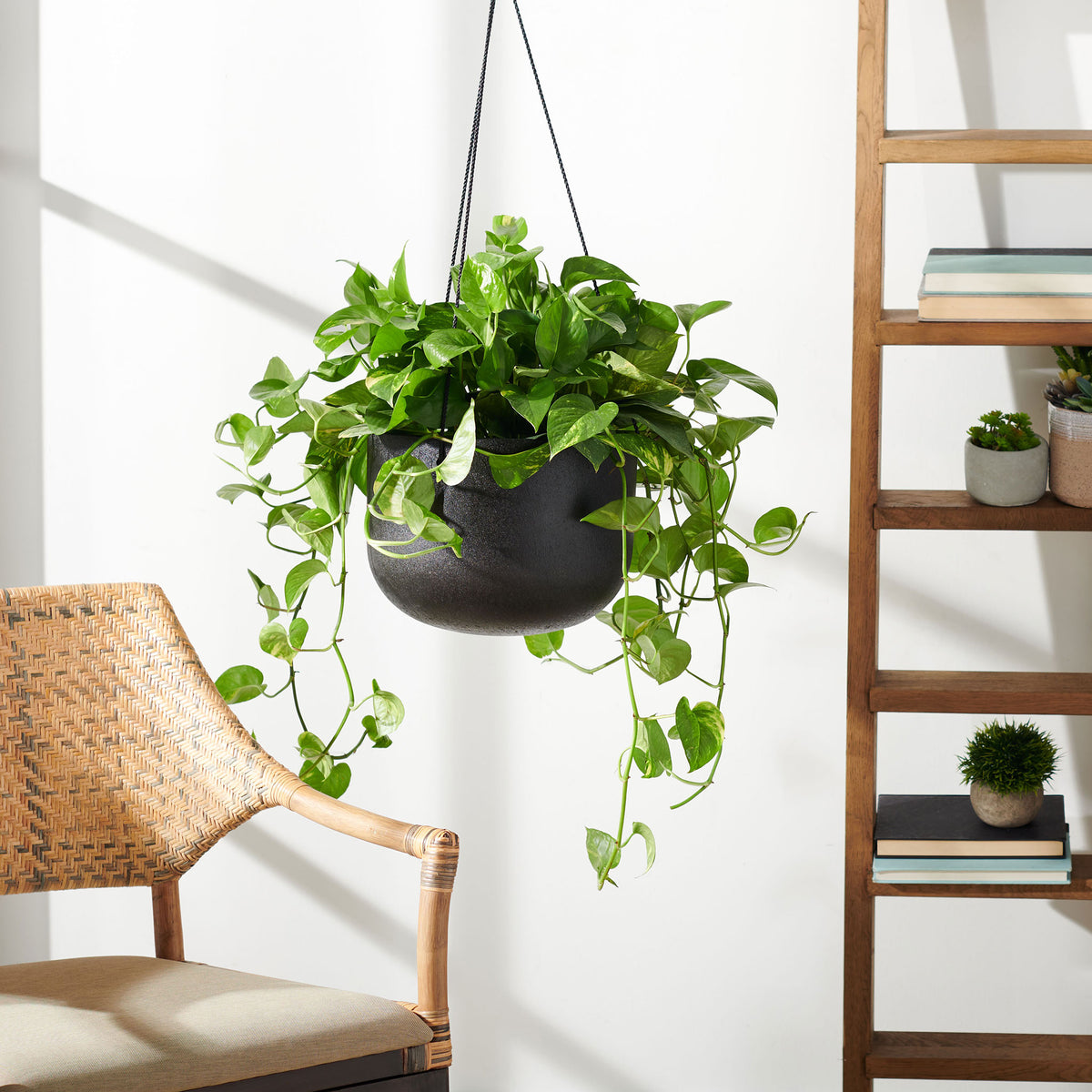 A black hanging planter holds cascading green vines near a woven chair and wood shelving. || PAT1527A || front_room