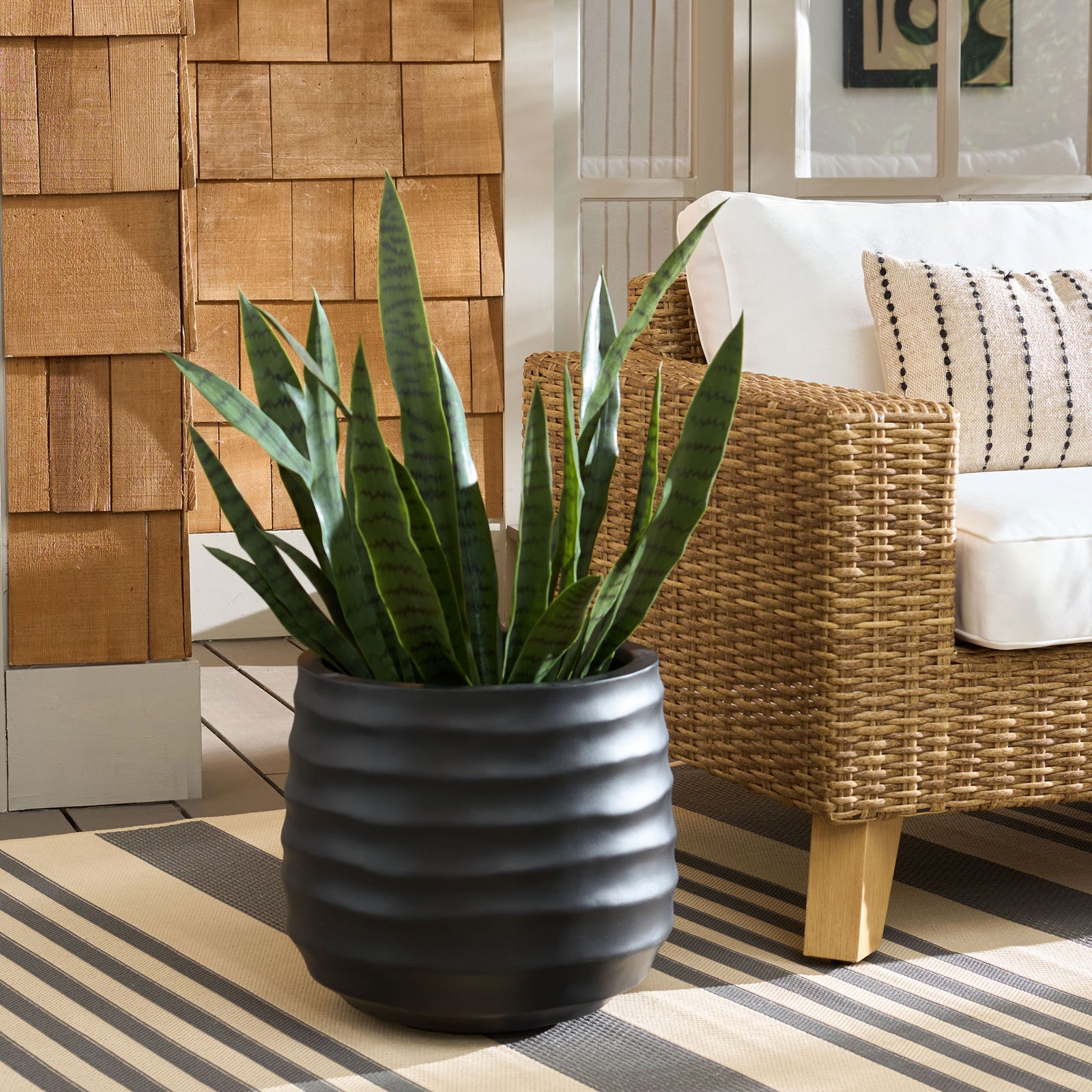 A black rippled planter holds tall green leaves beside a natural woven chair. || PAT1542A || front_room