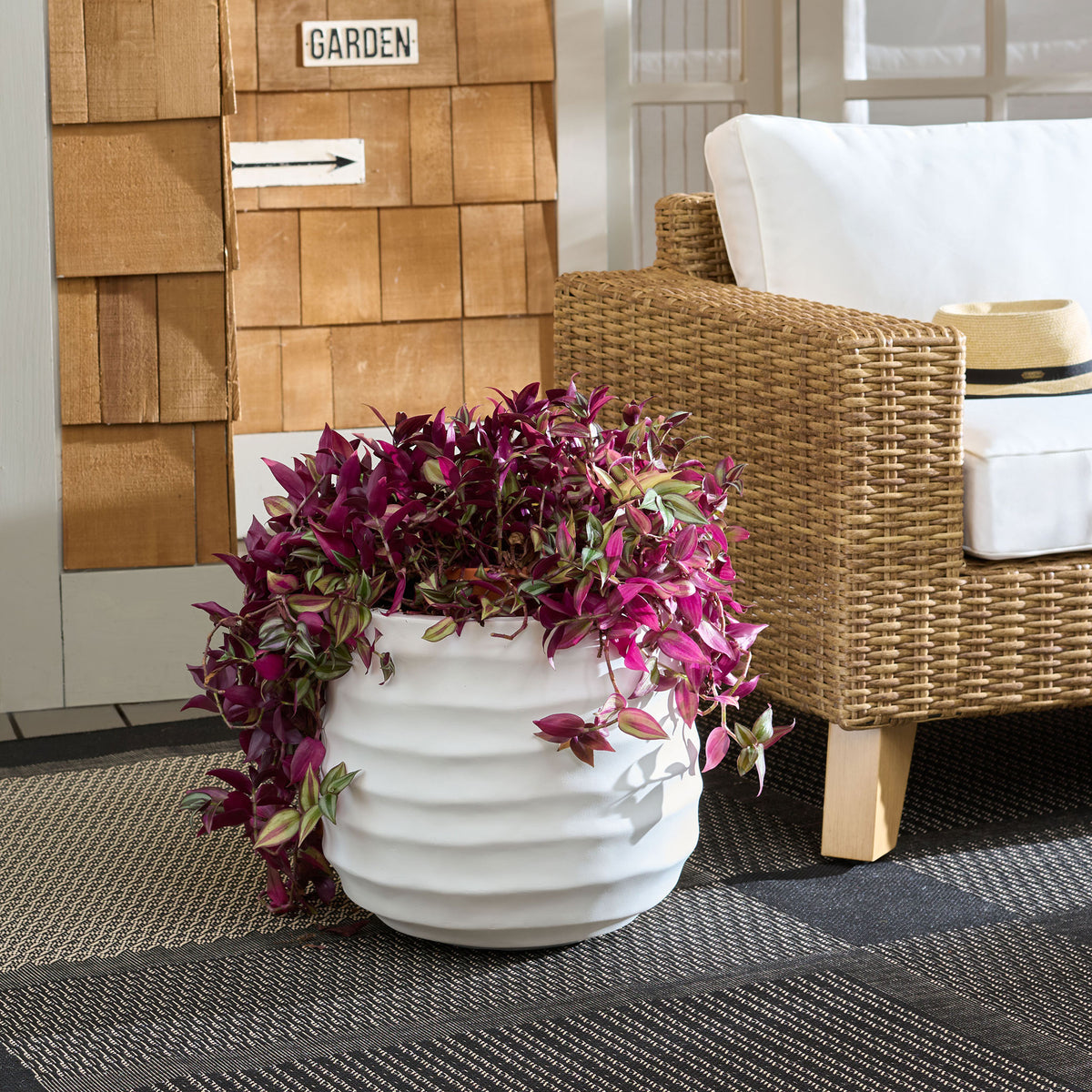 A white rippled planter holds trailing purple foliage beside a woven chair. || PAT1542C || front_room