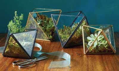 Plants & Terrariums