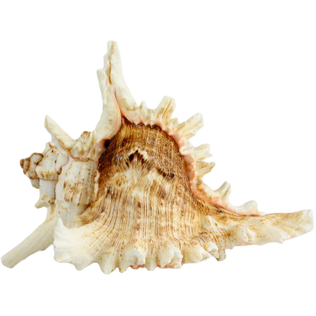 Ramosa Murex Seashell