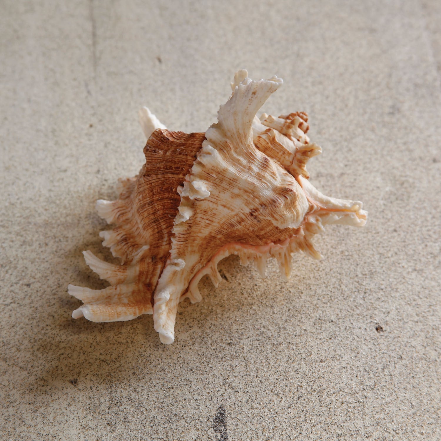 Ramosa Murex Seashell