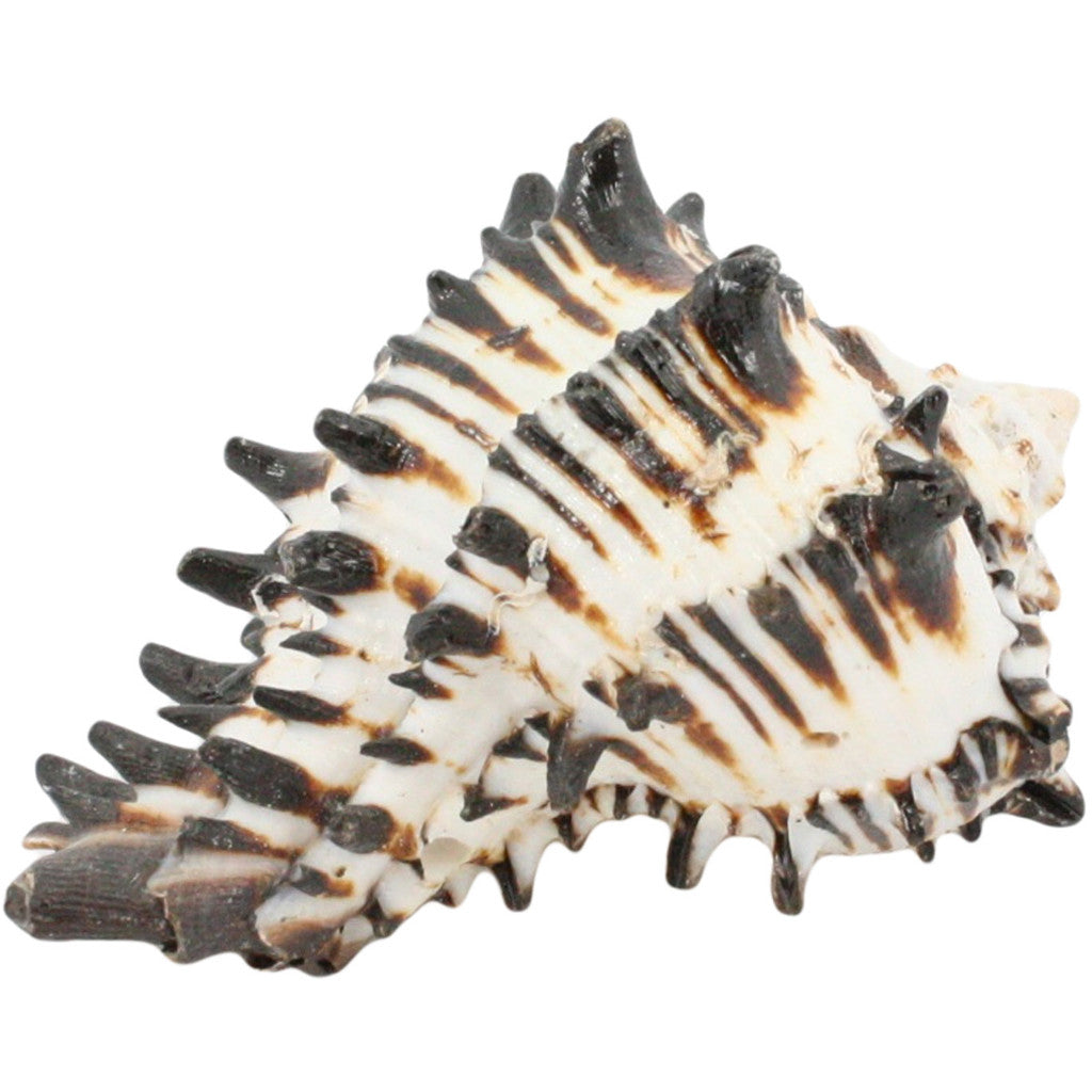 Black Murex Seashell