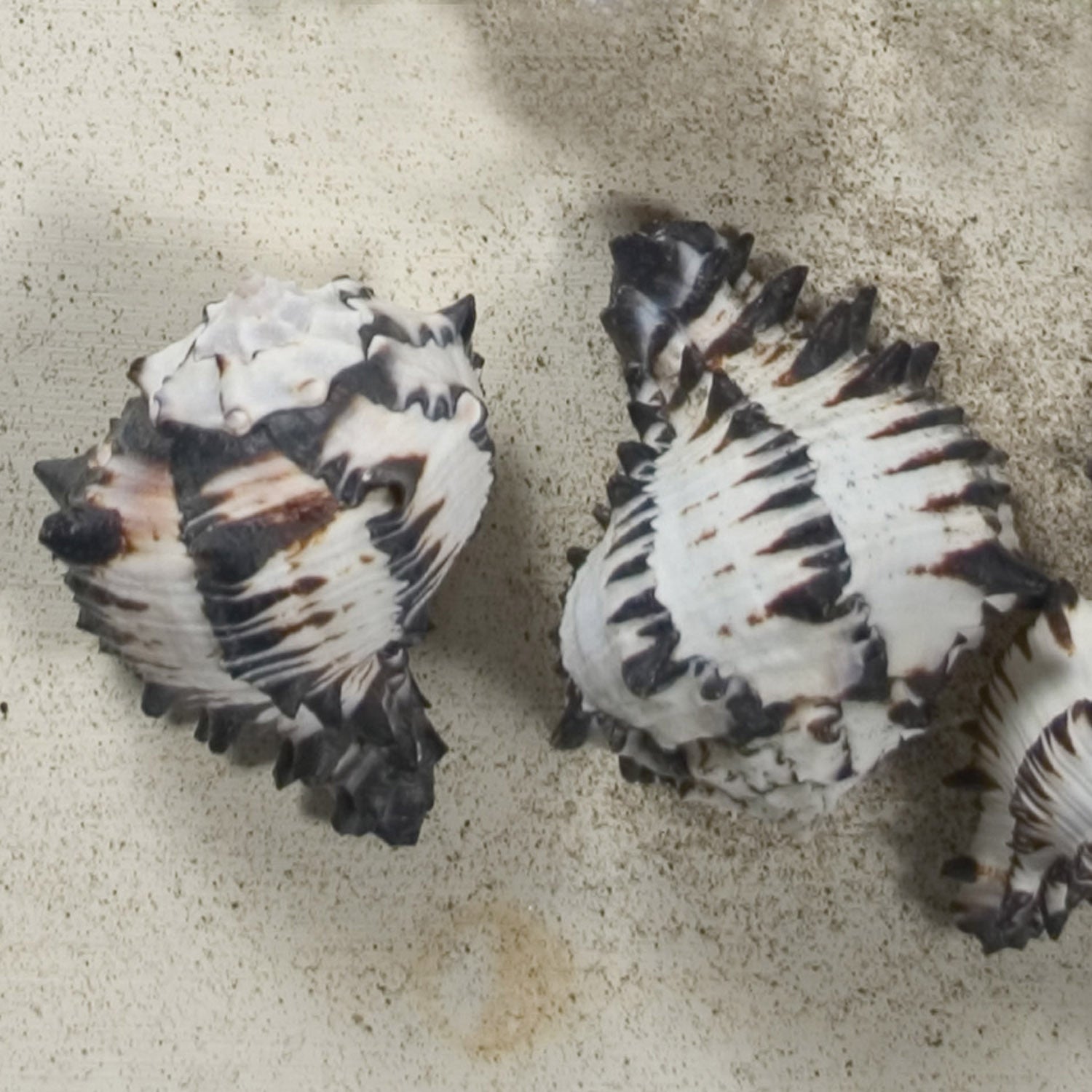 Black Murex Seashell