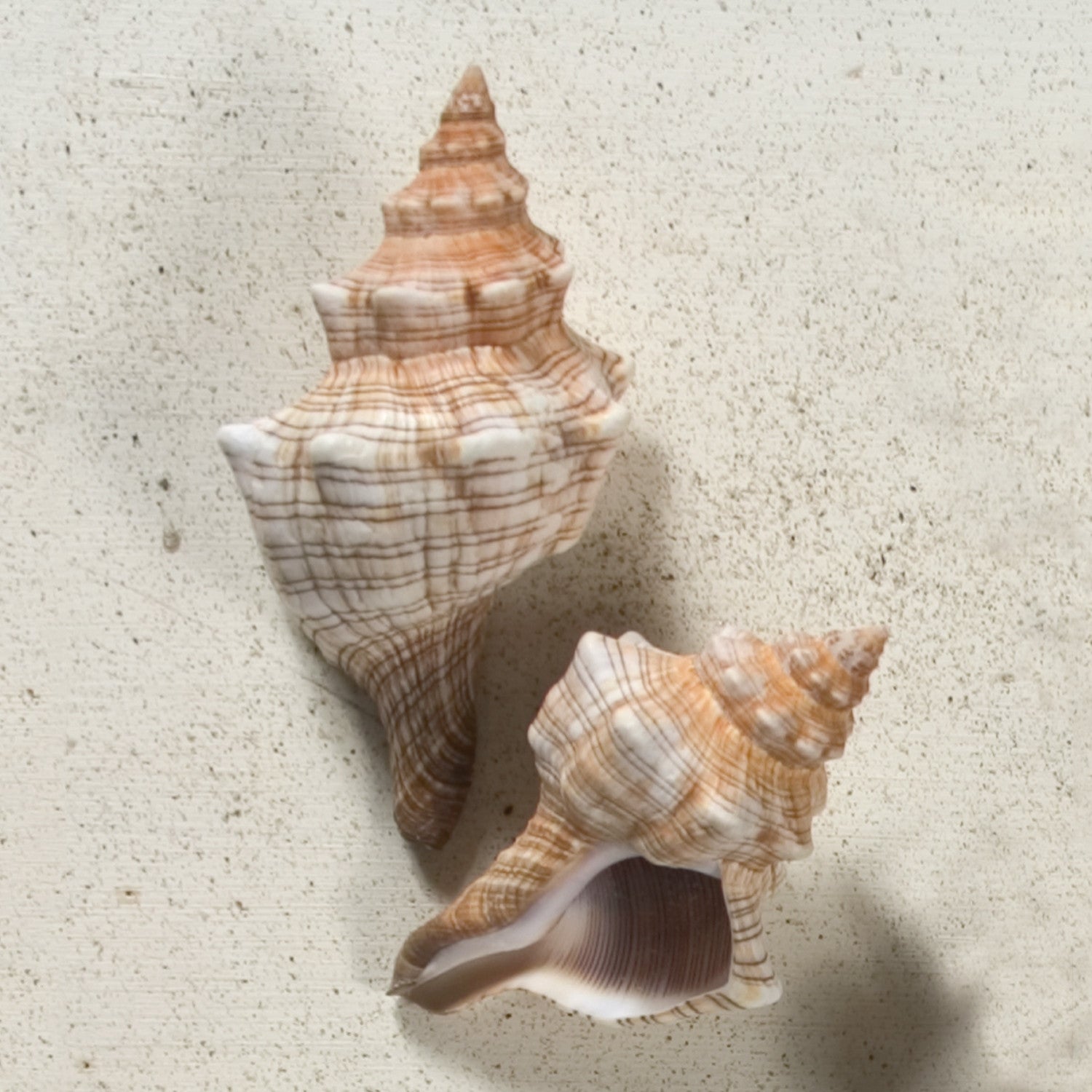 Fox Shell Seashell