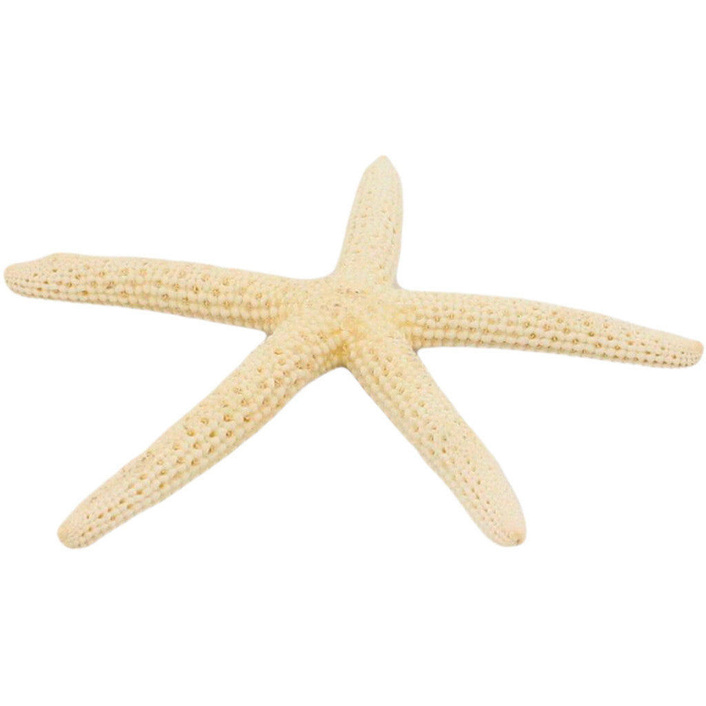 Finger Starfish Seashell