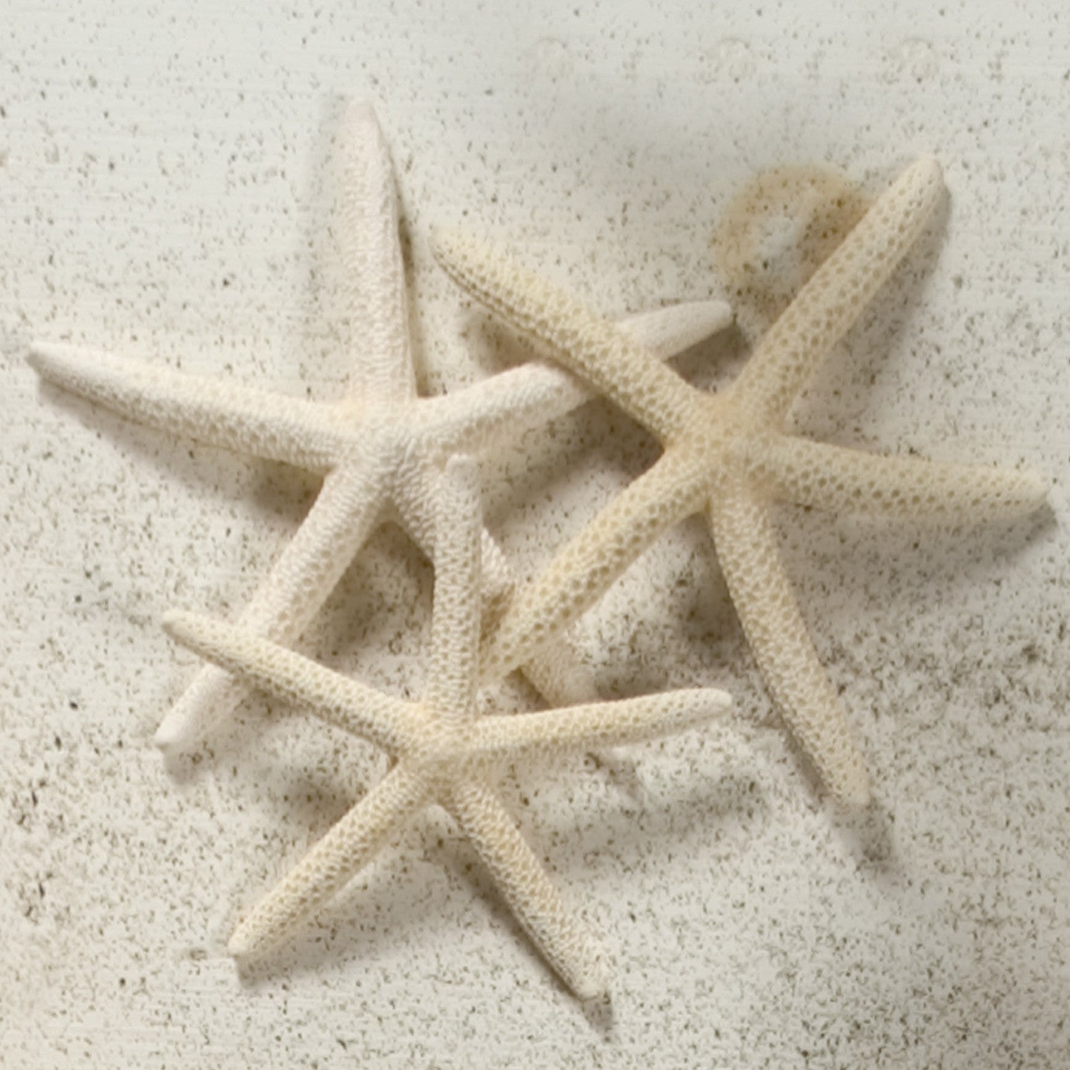 Finger Starfish Seashell