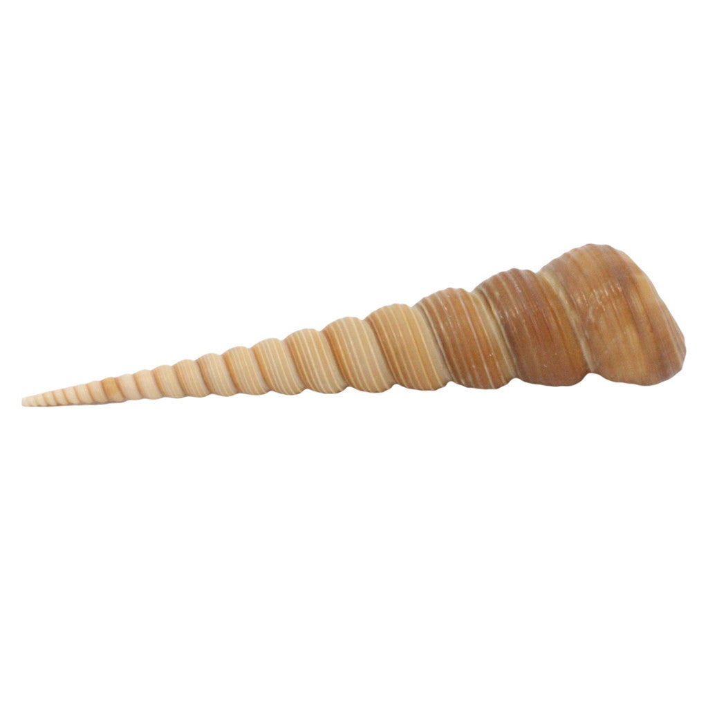 Turretella Seashell