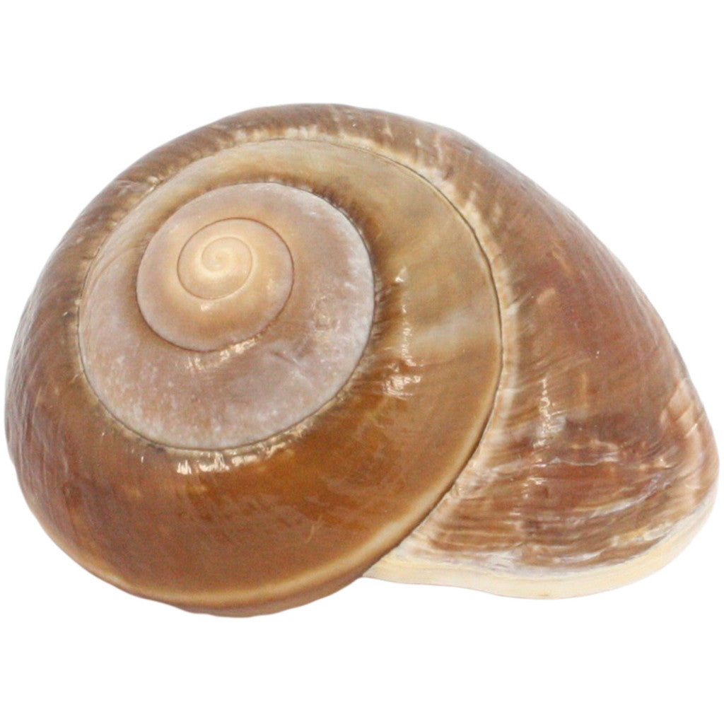 Brown Snail Seashell