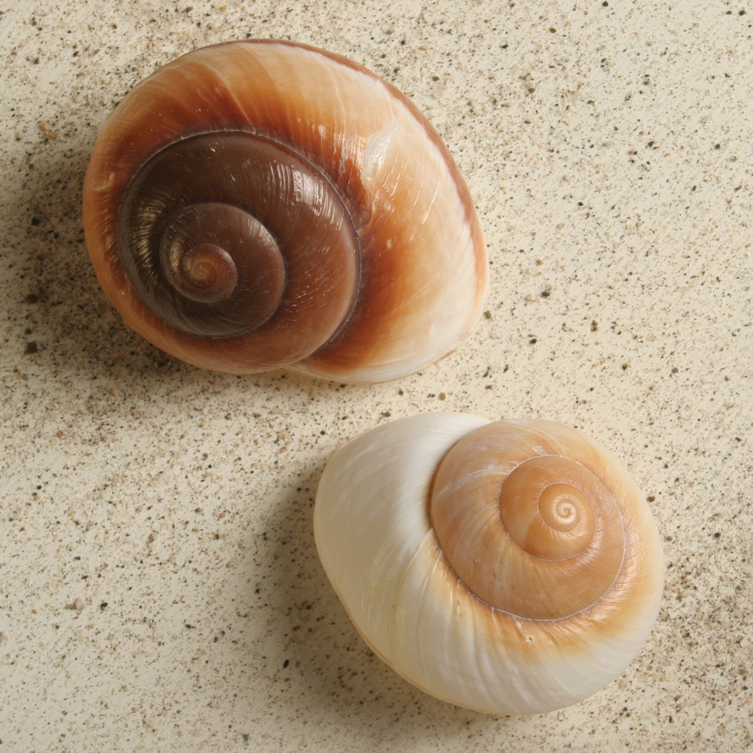 Brown Snail Seashell