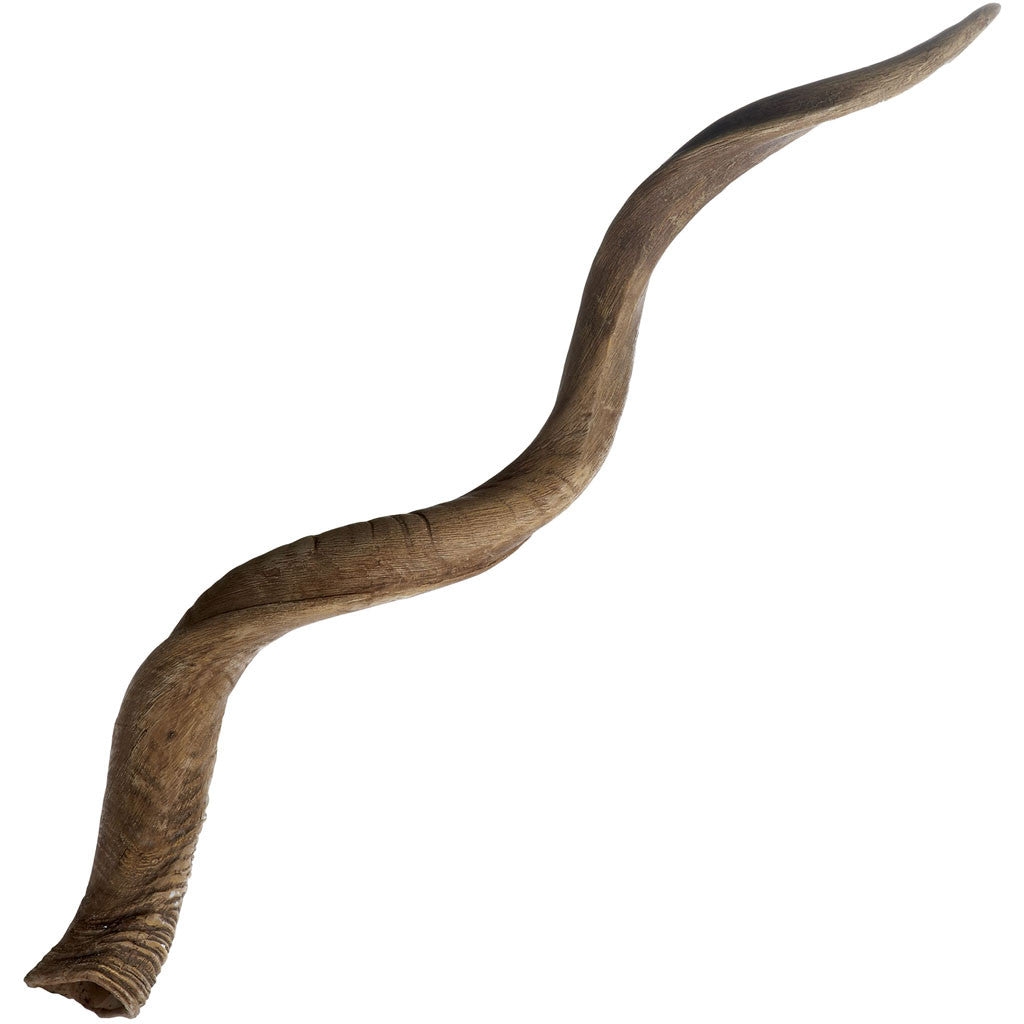 Blonde Curved Kudu Horn