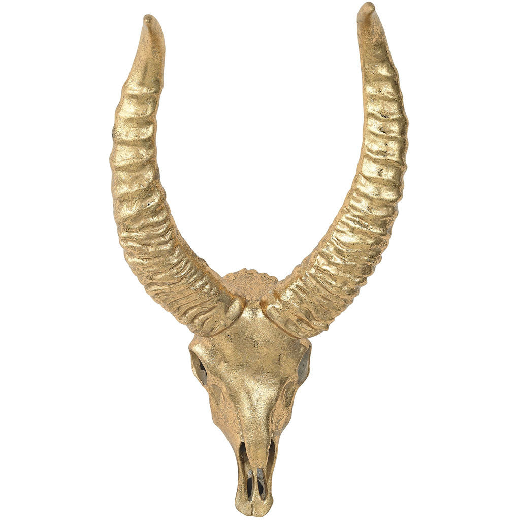 Rammah African Gazelle Skull
