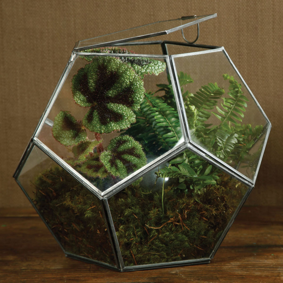 Pollux Faceted Terrarium