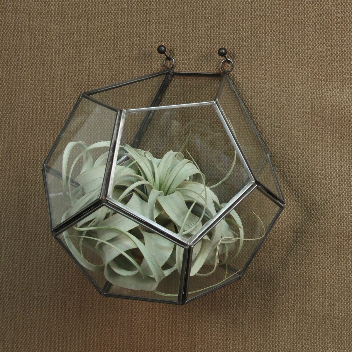 Pollux Leaded Glass Wall Terrarium Dodecahedron