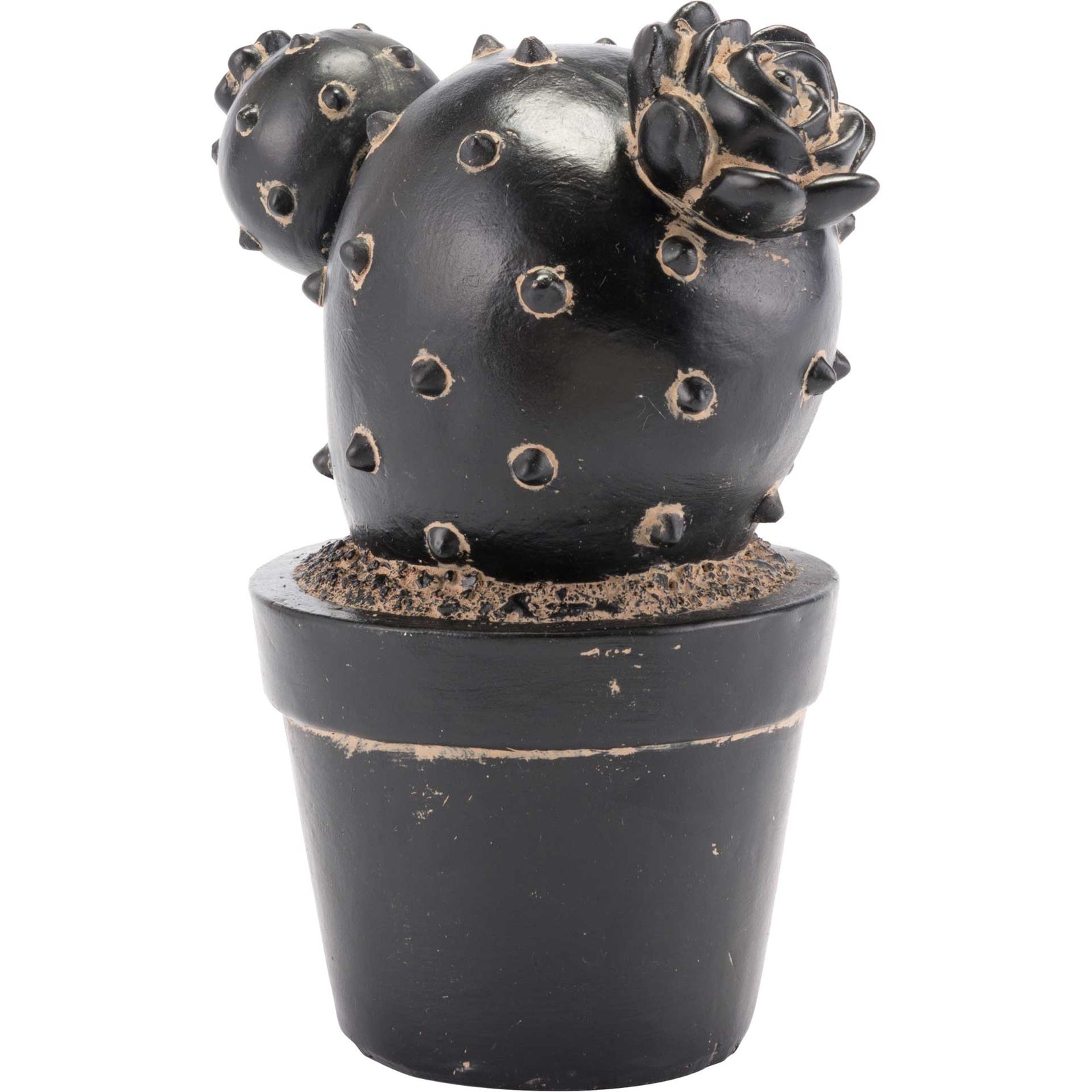 Rebutia Cactus Black