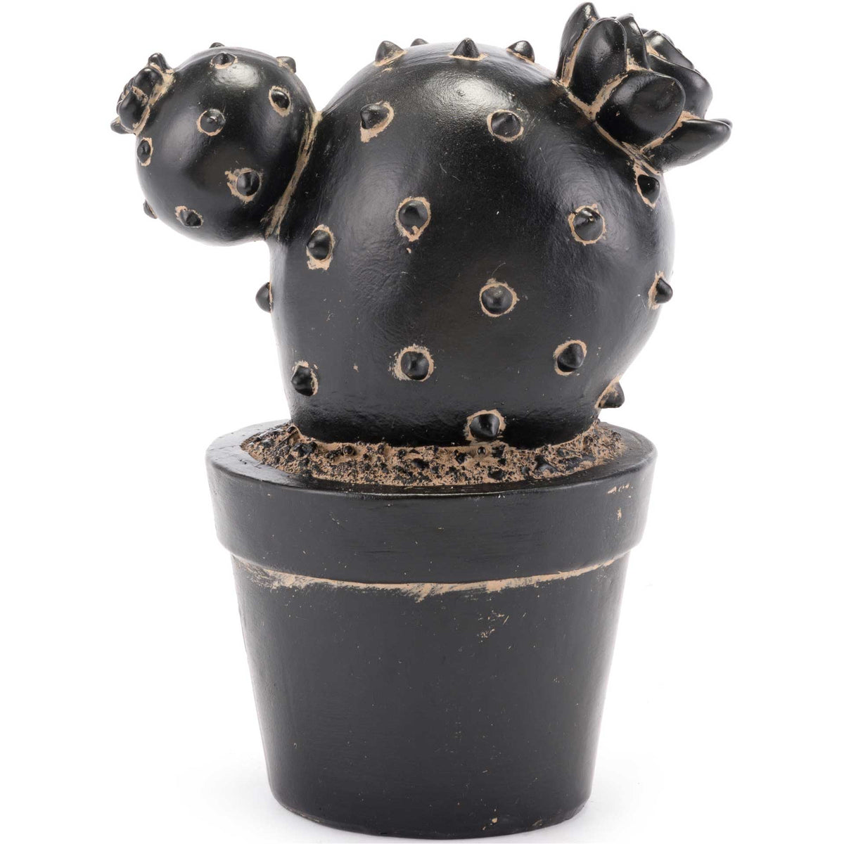 Rebutia Cactus Black