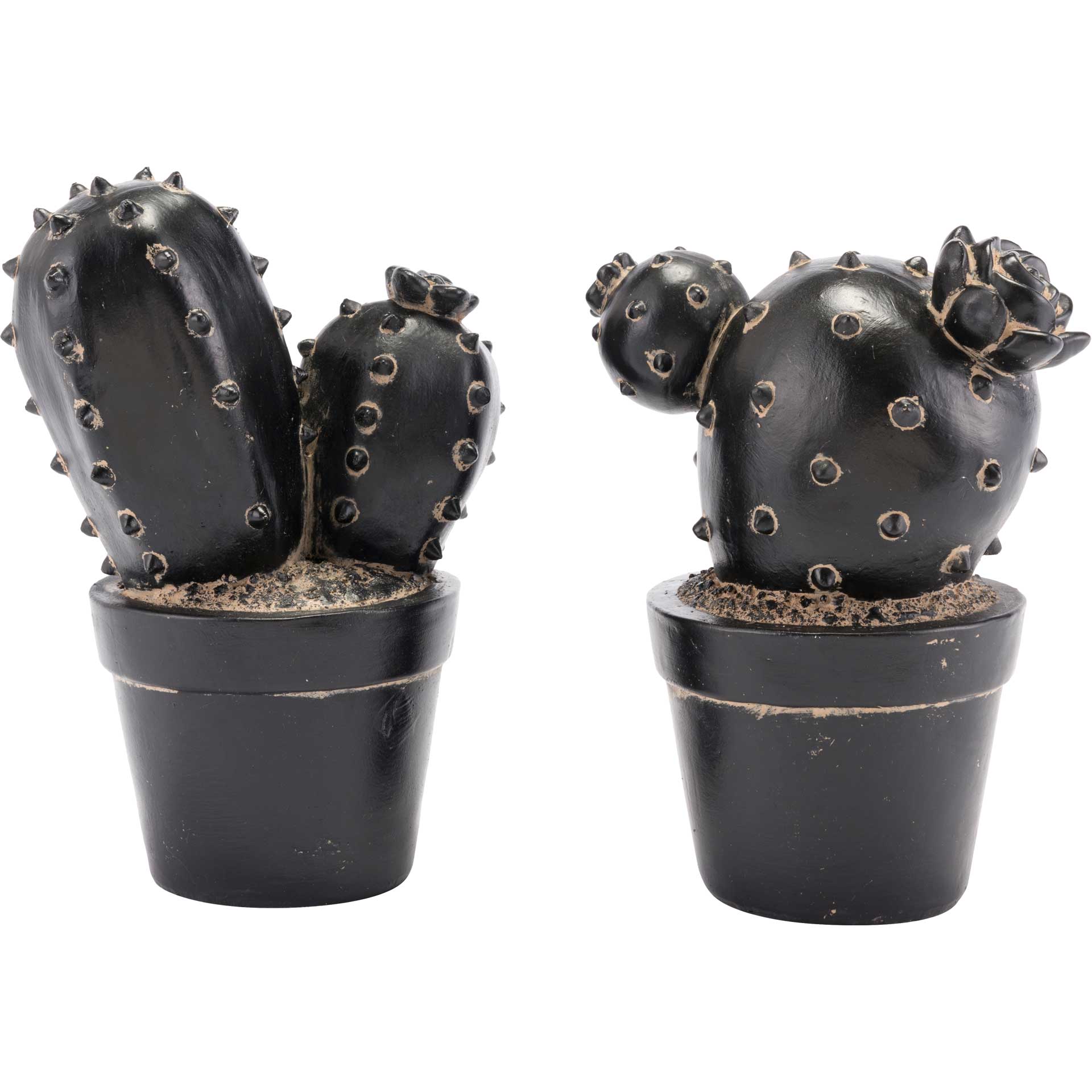 Rebutia Cactus Black